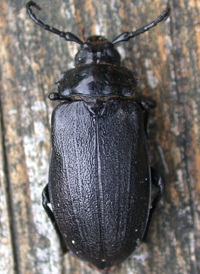 Broad-necked Rootborer
